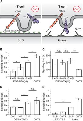 Calcium Signaling in T Cells Is Induced by Binding to Nickel-Chelating Lipids in Supported Lipid Bilayers